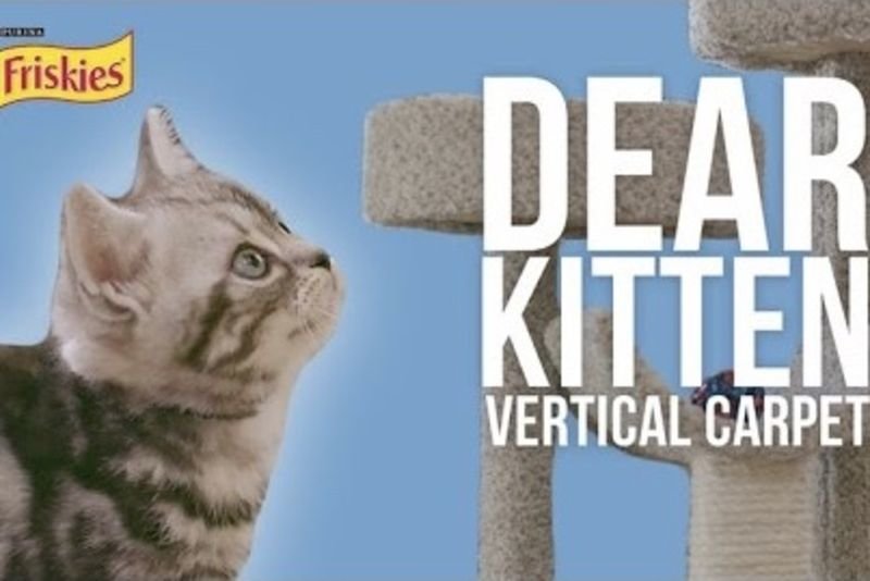 Video: Dear Kitten: The Vertical Carpet 1