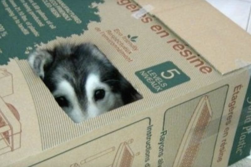 Video: This Husky Thinks She's A Cat! 1