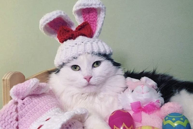 It Is A Cats Life...literally!! 1