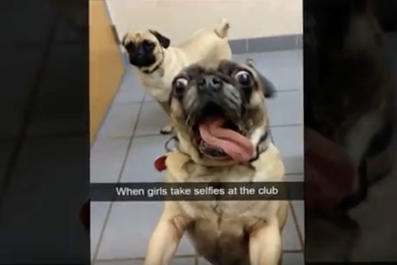 Video: Hilarious Dog Snapchats - Im-paw-sible Not To Laugh! 1