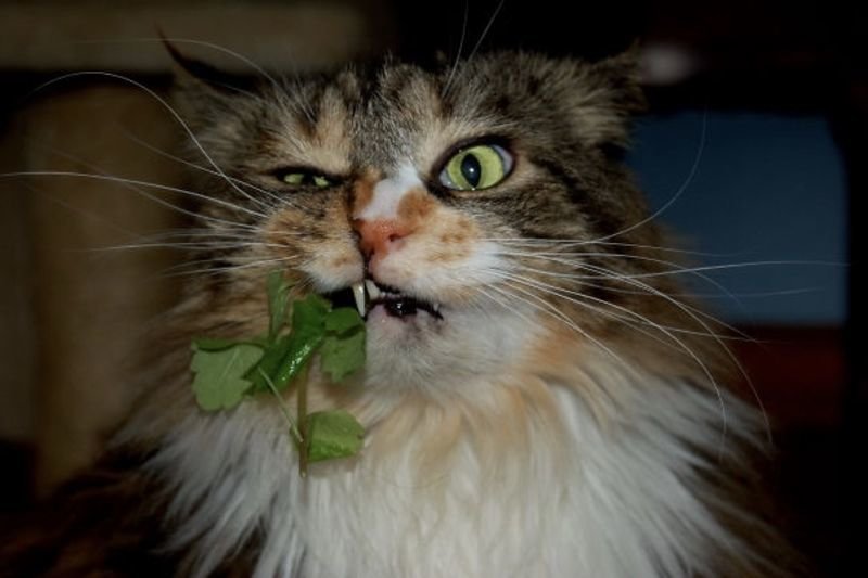 These Cats Stopped Functioning After Having Too Much Catnip! 1