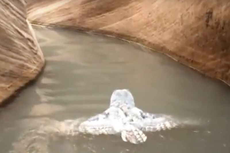 Video: A Rare Sight Of An Owl Swimming... 1