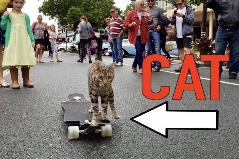 Video: Boomer... The Skateboarding Cat!! 1