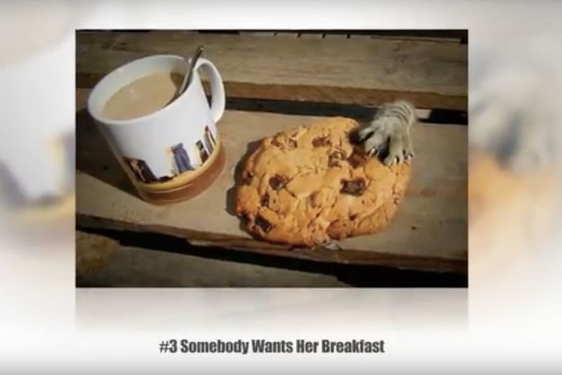 Video: When Your Pets Are Caught Red-handed! 1