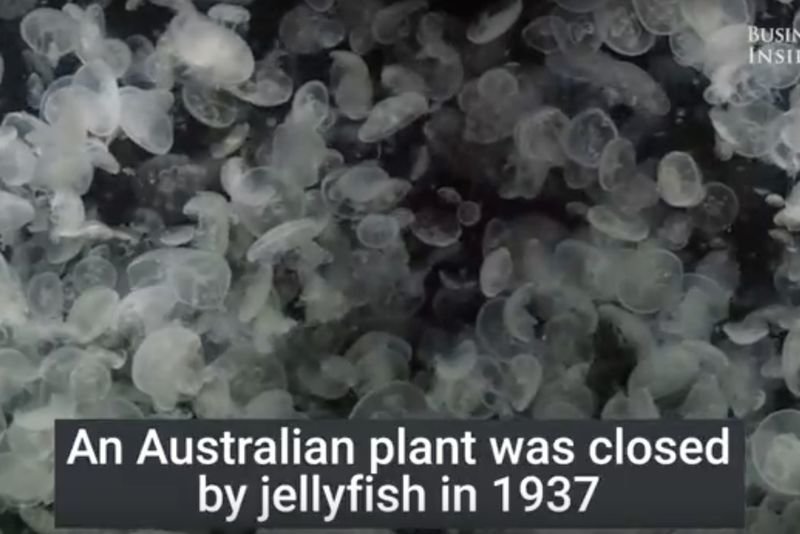 Video: Swarms Of Jellyfish Are Shutting Down Power Plants Around The World! 1