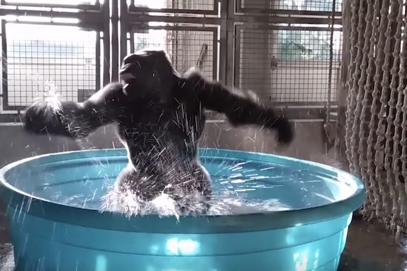 Video: Gorilla Is Having The Time Of His Life!! 1