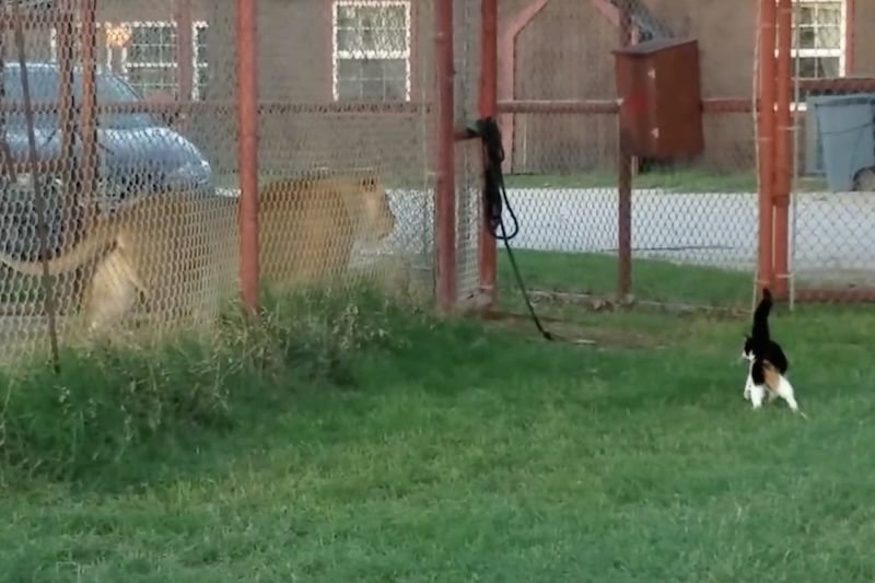 Video: Little House Cat Challenges A Big Lion! 1