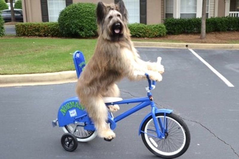 Video: This Dog Can Sit, Fetch And Ride A Bike! 1