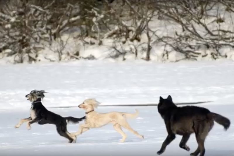 Video: When A Wild Wolf Meets A Domestic Doggy 1
