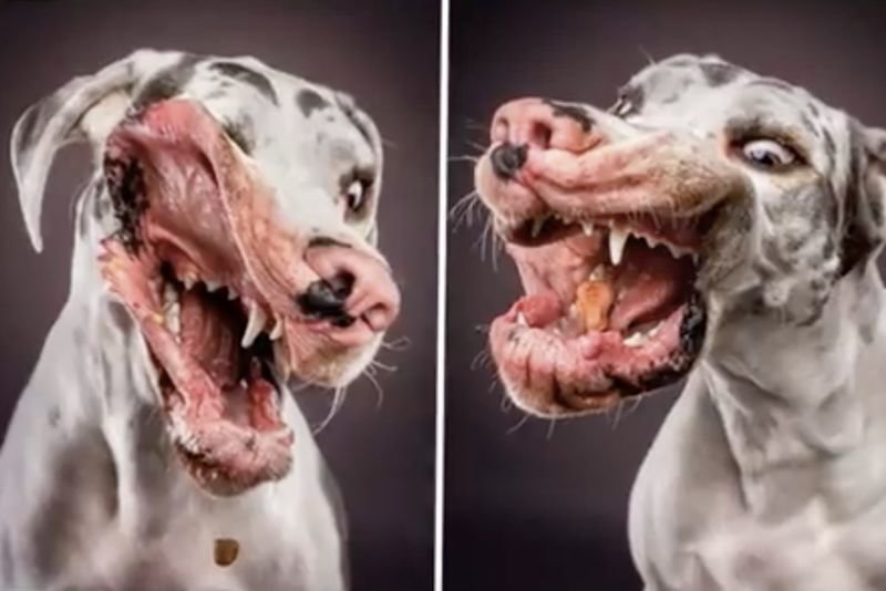 Video: Hilarious Expression Of Dogs Trying To Catch Their Treats! 1