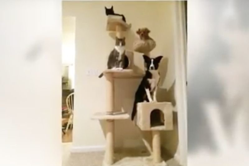 Video: Dogs Who Think They Are Cats 1