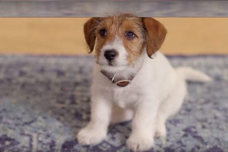 Video: Having An Anxious Puppy 1