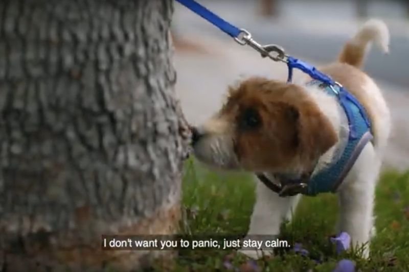 Video: Taking Your Anxious Puppy For A Walk! 1