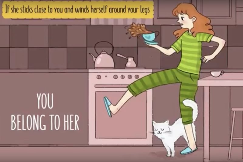 Video: How To Tell If Your Cat Loves You! 1