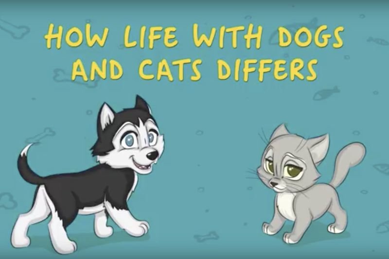 Video: Owning A Cat Vs. Owning A Dog 1