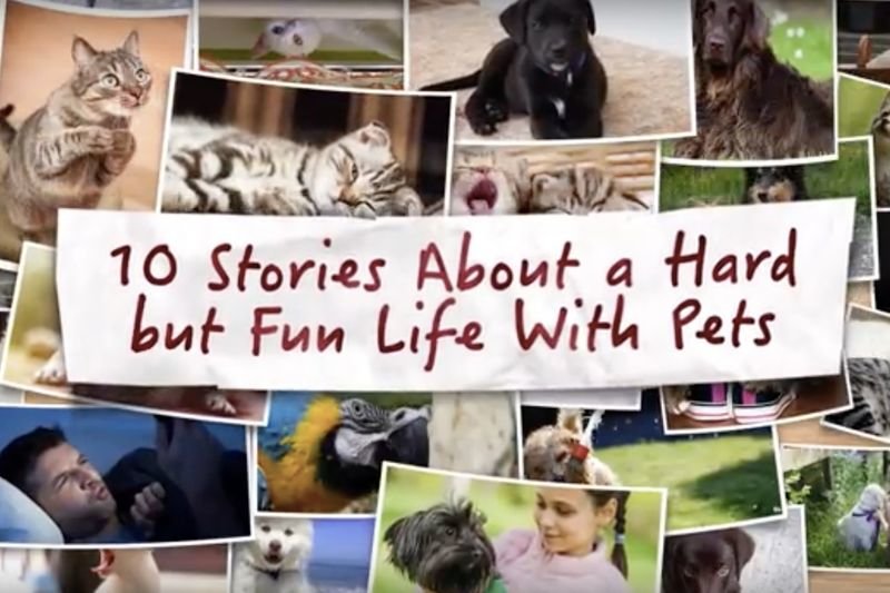 Video: 10 Stories Proving That Life Can Never Be Boring With Pets! 1