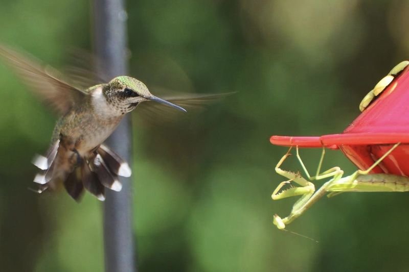 Praying Mantises Are Eating Bird Brains All Over The World! 1