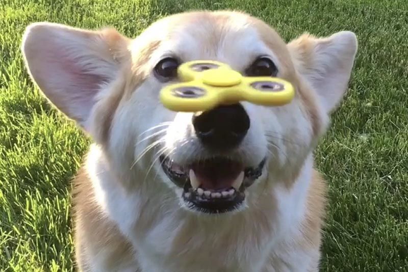 Video: Spinner Sorcery – Doggone! 1