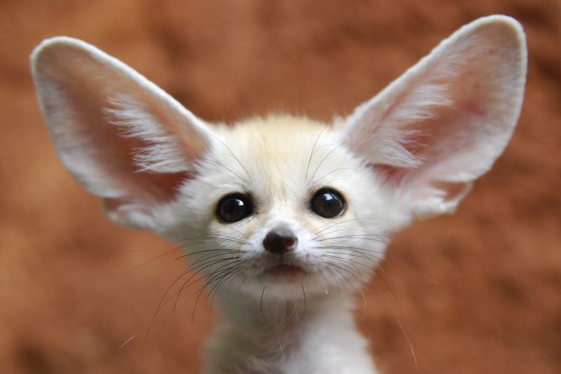 Video: Crazy Exotic Pet You Wont Believe People Actually Own 1