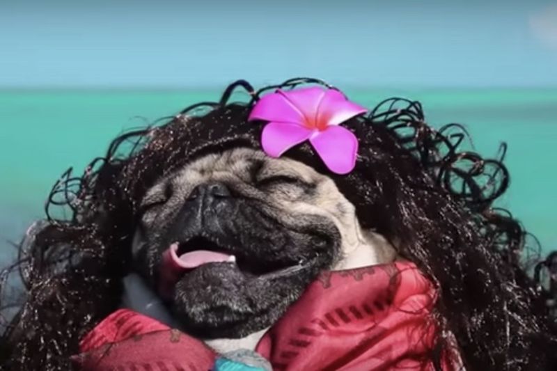 Video: Disney! It's A Whole New (pug) World! 1