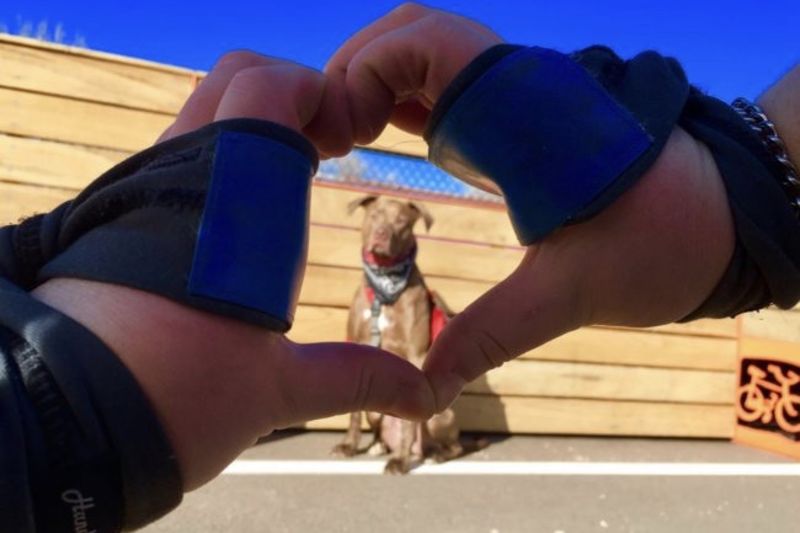 Video: Setting The Bar High For Dogs Around The World! 1