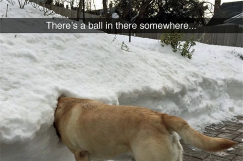 Video: Dogs Who Just Couldn't Contain Their Joy In The Snow! 1