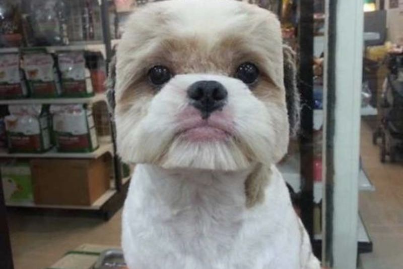 Video: When Dog Groomers F*&k Up! 1