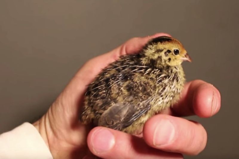 Video: There May Be More Inside Your Scrambled Eggs Than You Bargained For 1