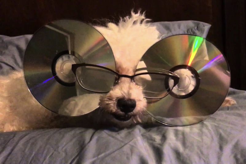 Video: A Few Vines That Made The Spotlight 1