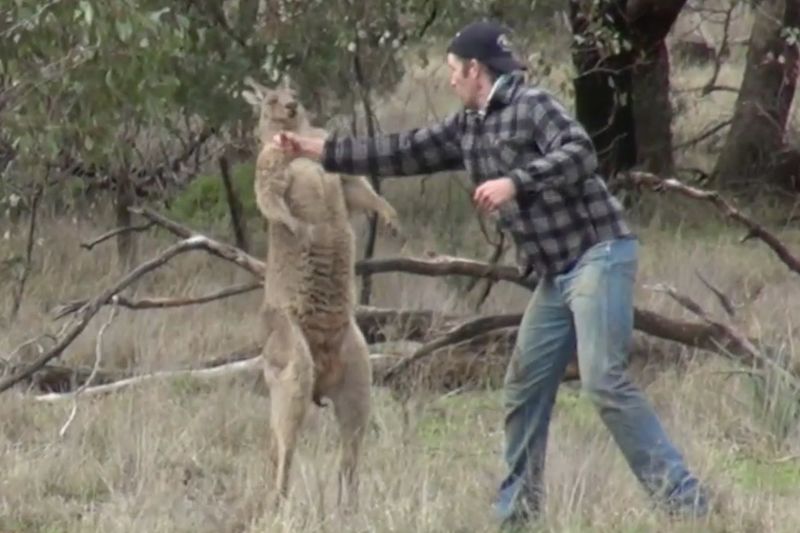 Video: Man Punches A Kangaroo To Save His Dog 1