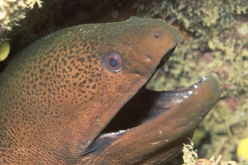 Eels Are Getting High On Your Cocaine Stash 1
