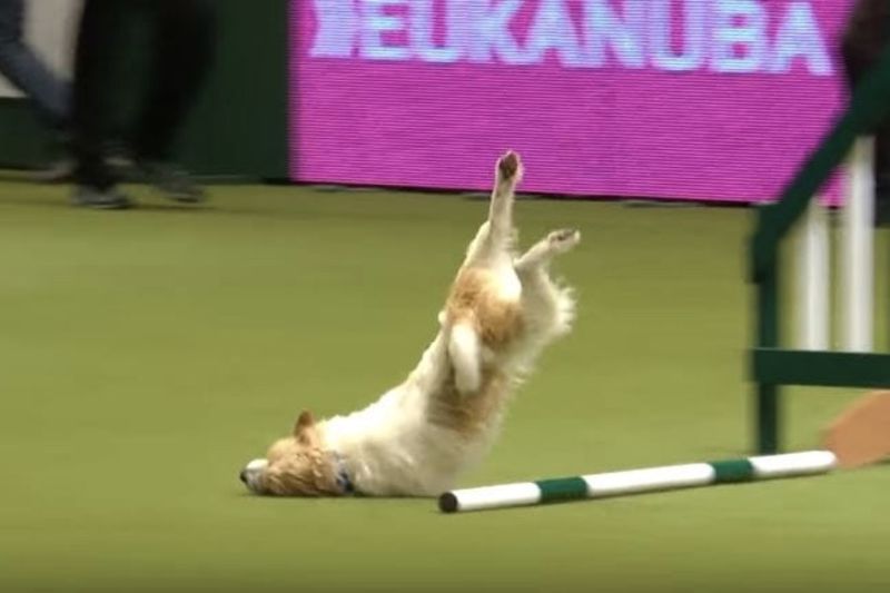 Video: Olly And His Disastrous Agility Show 1