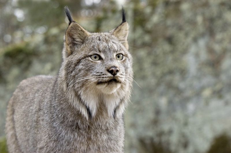 You Will be Shocked to Hear What a Lynx Cats Sound Like 1