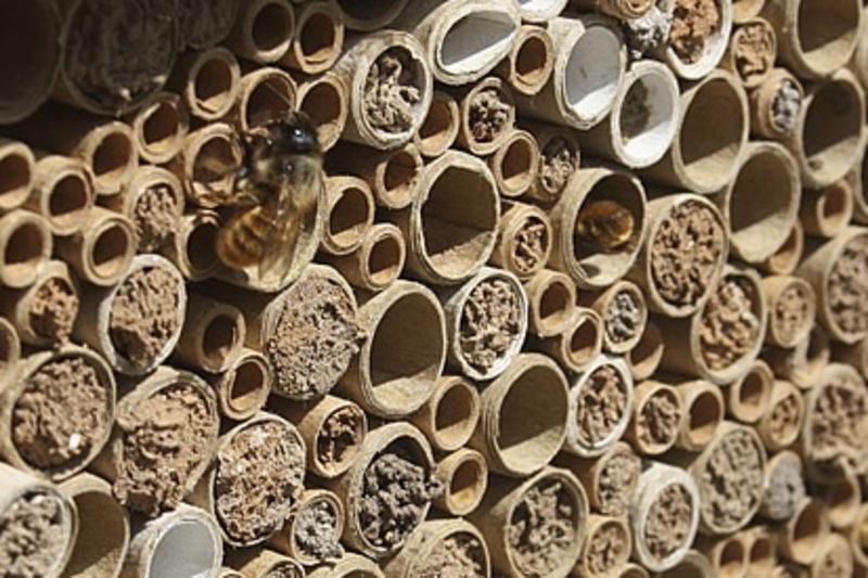 Bee Hotels Are Saving The Bee Population 1