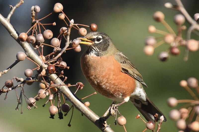 U.S Birds 'Tipsy' After Eating Fermented Berries 1