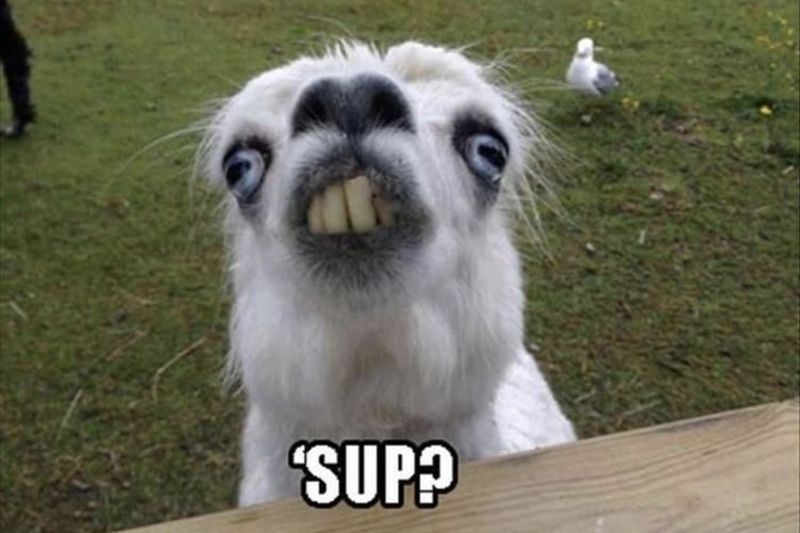 Animal Vines That Will Cure Your Depression 1