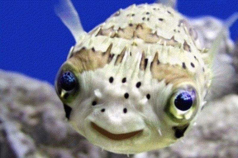 Cute Pet Fish Being Friendly And Playful 1