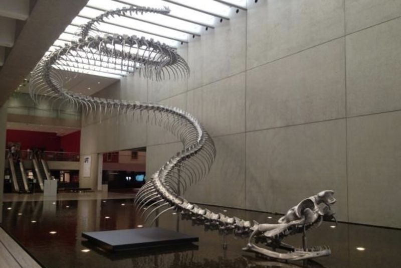 What If The Titanoboa Snake Didn't Go Extinct 1