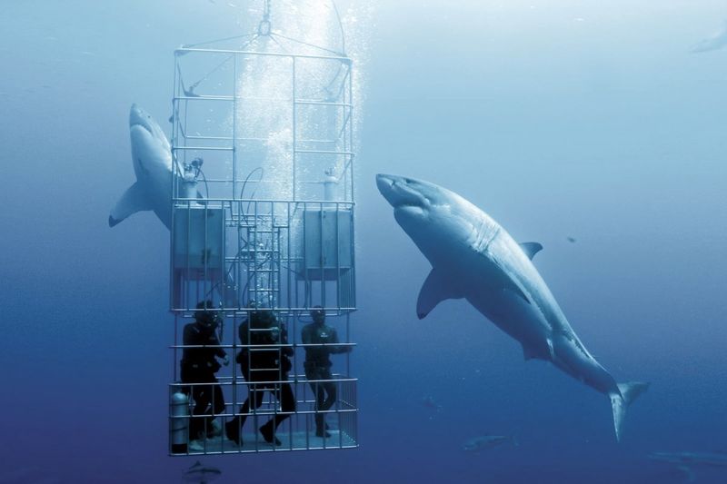 Why NO Aquarium In The World Has A Great White Shark! 1