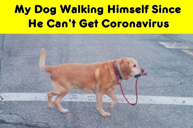 Funny Memes About The COVID-19 Pandemic Lockdown 1