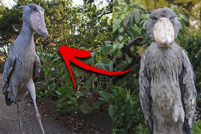 15 Rare Animals You'll Probably Never See 1