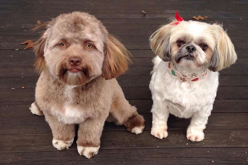 Human-Like Dog Sparks Ton Of Responses From The Internet 1