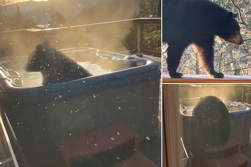 Wild Bear Caught Relaxing In A Hot Tub 1