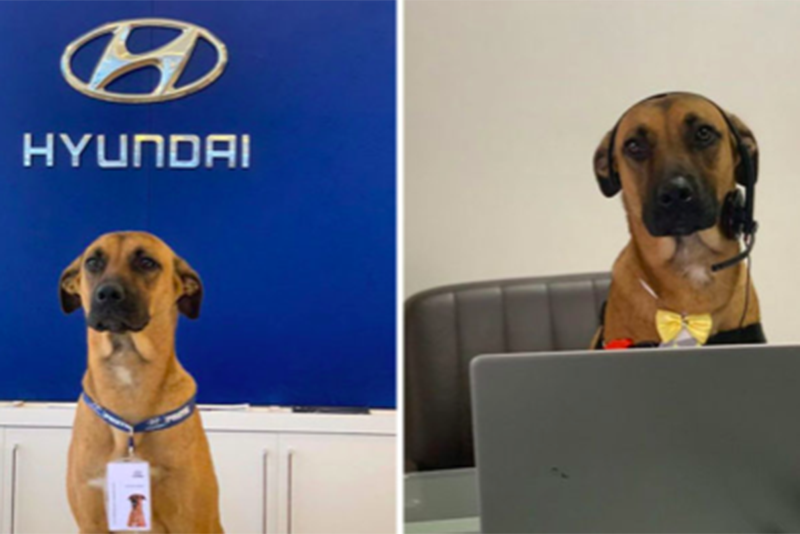 Stray Dog Who Kept Visiting Hyundai Dealership Is Now Hired Into The Family 1