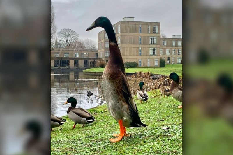 Famous Duck Stands Taller Than His Fellow Ducklings 1
