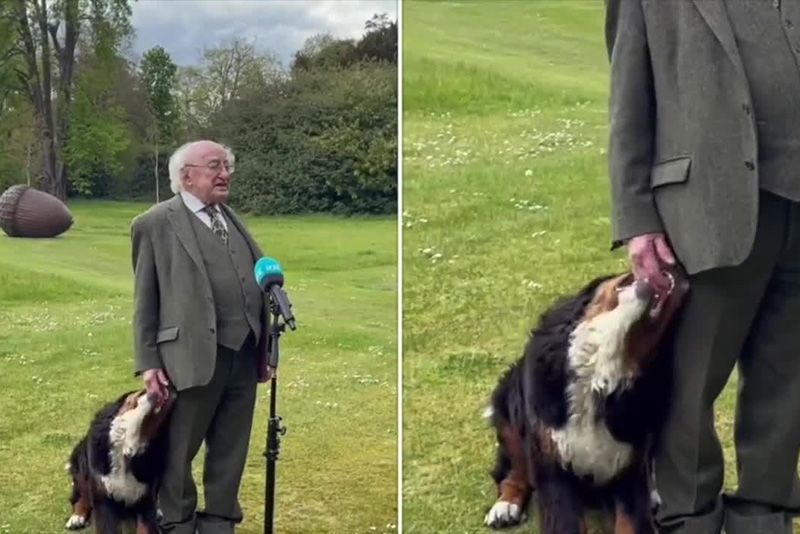 President Of Ireland's Dog Steals The Show 1
