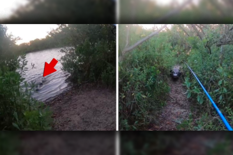 Large Alligator Chases A Florida Fisherman Away 1