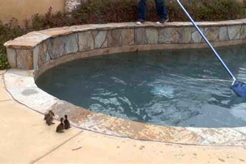 Compassionate Humans Helps Mother Duck And Her Ducklings From Swimming Pool 1