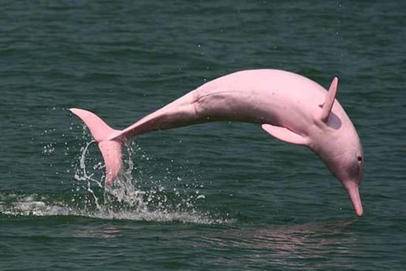 Rare Pink Dolphin Welcomes Pink Baby Calf Into The World 1