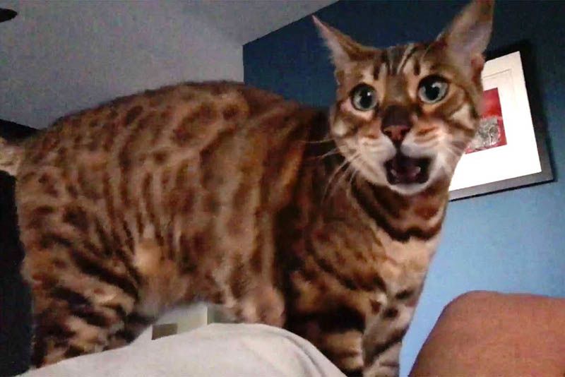 Artist Hilariously Turns To Autotune After Getting Frustrated With His Cat's Persistent Meow 1